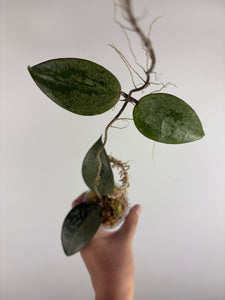 Hoya KSB08 silver 2