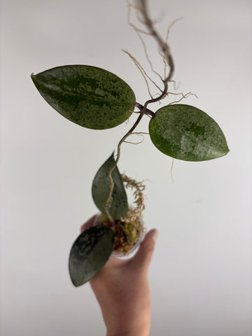 Hoya KSB08 silver 2