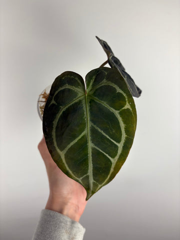 Anthurium red crystallinum nse seed (Indonesia) D