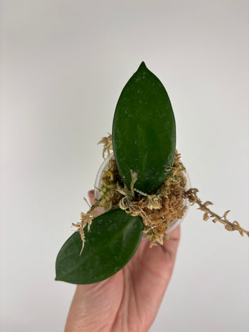 hoya vangviengiensis 3