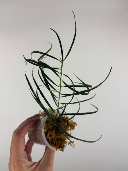 Hoya stenophylla 4