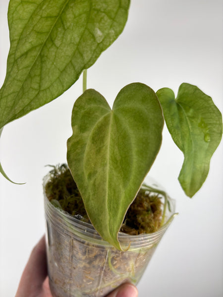Anthurium Predatorium hybrid aurea x Crystallinum
