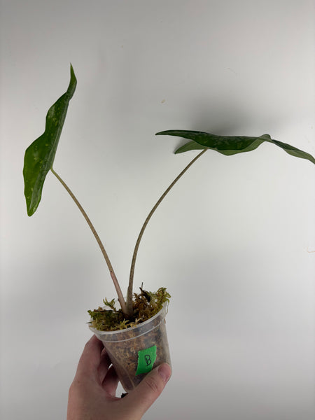 Alocasia shattered glass B