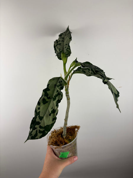 Aglaonema pictum bicolor sp jambi C
