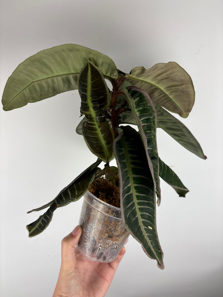 Emblemantha urnulata