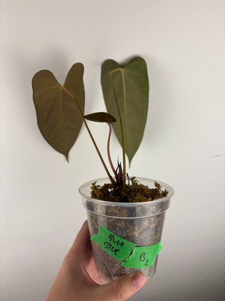 Anthurium bvit x blue papillilaminum B2