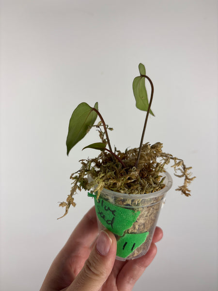 Anthurium blue papi seed 11