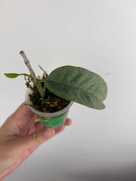 Hoya Multiflora wonderphil silver C