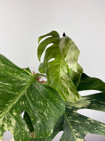 Monstera albo 1