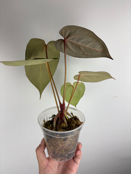 Anthurium Bvit x red spider