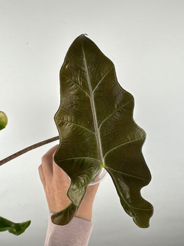 Alocasia Layla 2