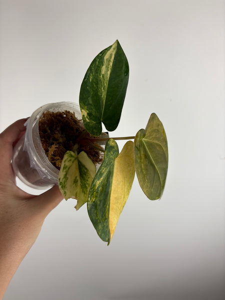 Anthurium FGT HB VRG(LA 04)
x Bvit x Dark Phoenix (Thailand)