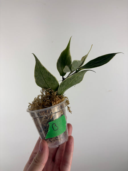 hoya polyneura albomarginata B