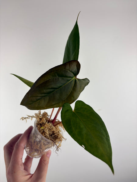 Anthurium BVIT x black sweet G