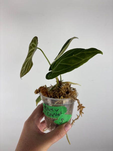 Anthurium blue papi x crystallinum 5