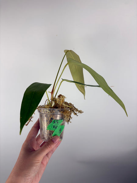 Anthurium Black sweet x farcatum B