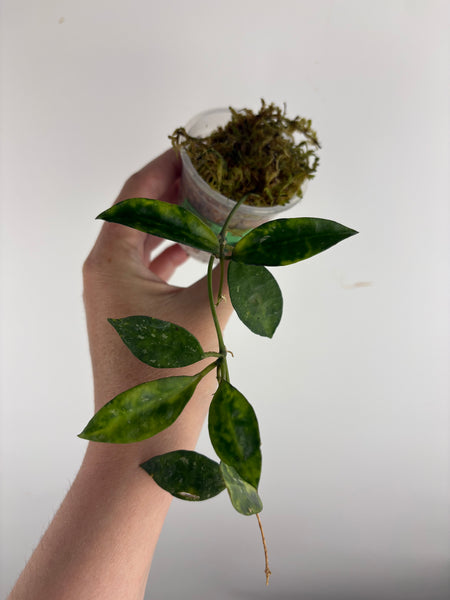 hoya lacunosa amarillo