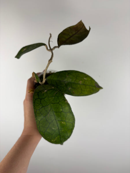 hoya clemensiorum aceh as is