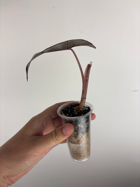 alocasia plumbea variegated