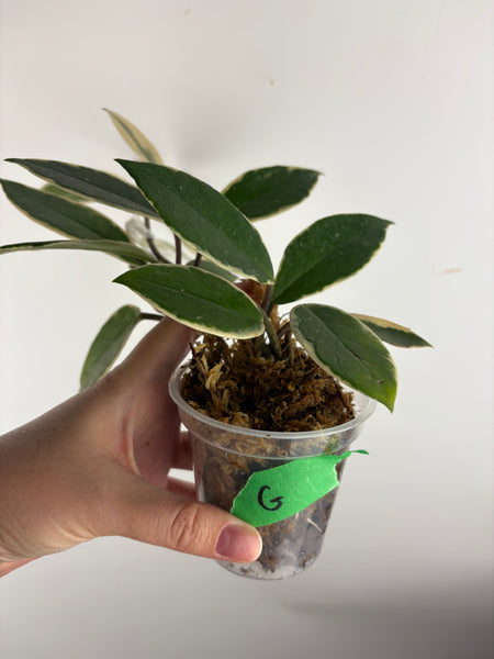 Hoya flamingo dream G