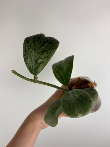Hoya Chang dao silver E