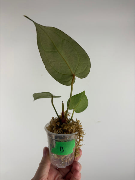 Anthurium black crystal x red crystal B