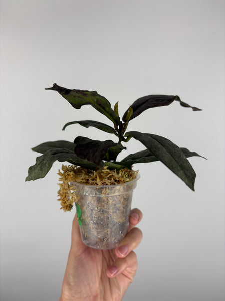 Hoya mitrata silver borneo