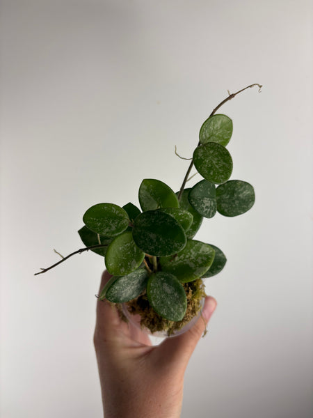 Hoya Mathilde splash E