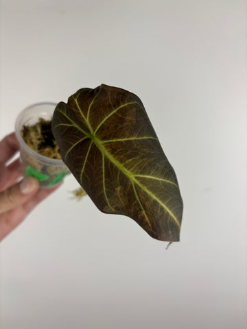 Alocasia regal aurea baby 2