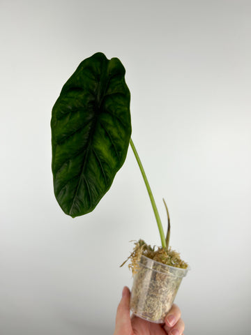 Alocasia borneensis B