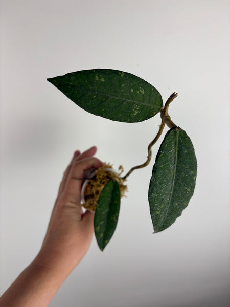 hoya sp aceh gunung genting A