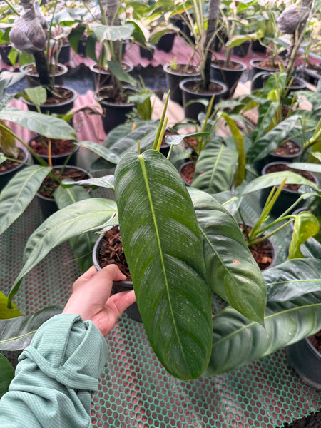 Philodendron patriciae