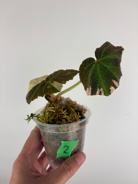 Begonia solimutata Variegated 2