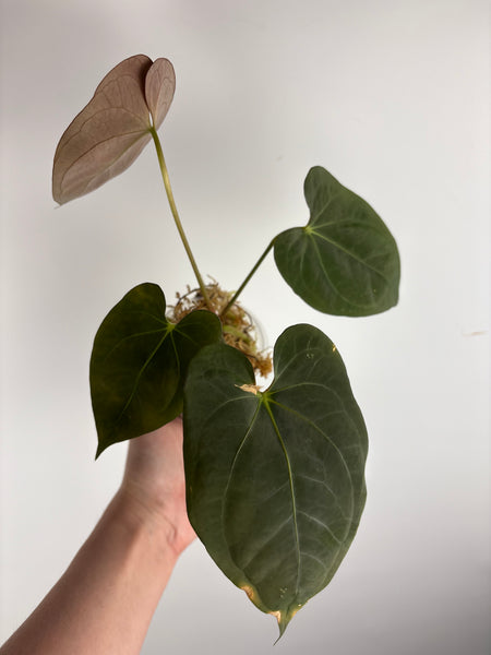 Anthurium BVIT x dark phoenix A2