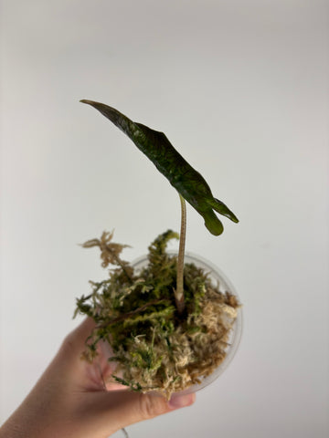 Alocasia Layla 1