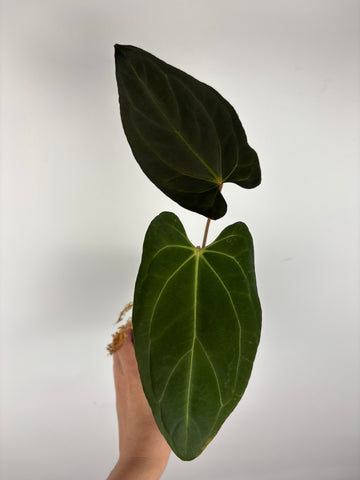 Anthurium Fort Sherman x Xone 2