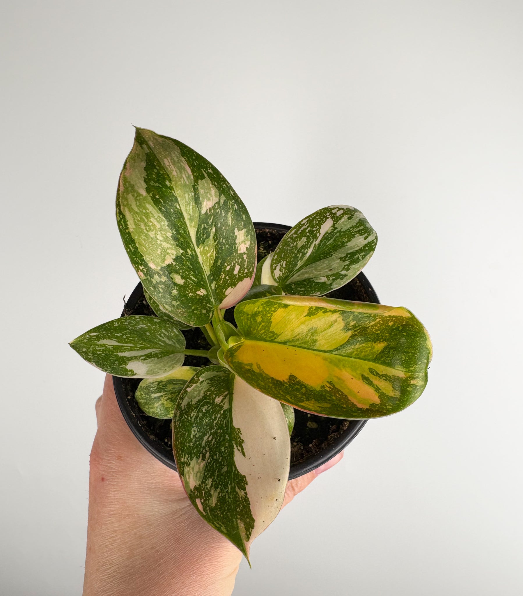 Philodendron Green Congo variegated 4 inch