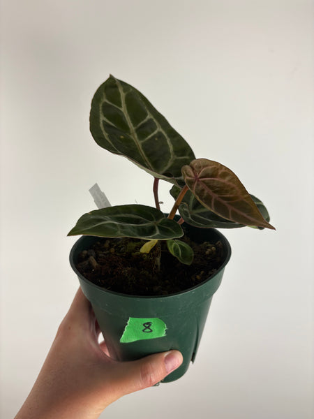 Anthurium 'Memoria Tim Anderson’ - (Doc Block Zara × Doc Block Michelle) X Anthurium Red Crystallinum from USA - 8