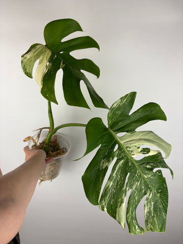 Monstera albo 7