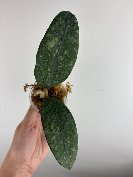 Hoya sp. Aceh
'Manohara' (Gunung
Leuser) A