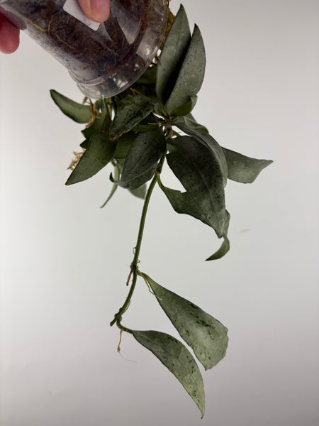 hoya lacunosa silver silvana 1
