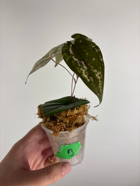 Dioscorea Filiformis ‘Gamma Ray’ (Thailand) B