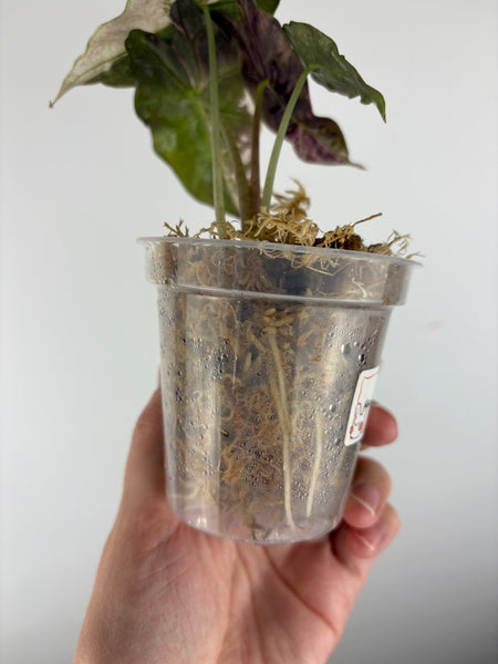 Alocasia Amazonica polly pink A