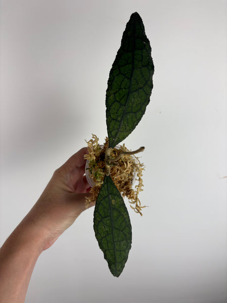hoya clemensiorum qiyubi