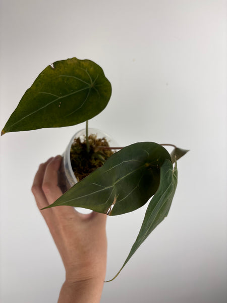 Anthurium red spider B