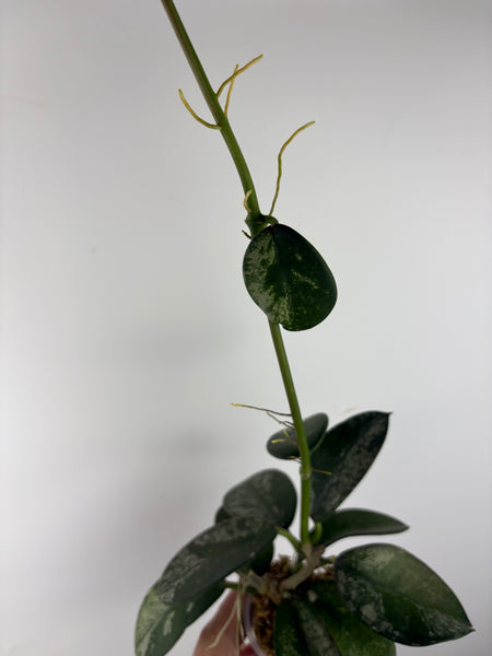 Hoya diversifolia maha dewi 4