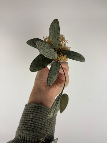 Hoya sigillatis silver borneo 1