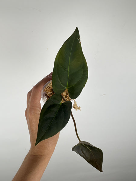 Anthurium AOS x blue papi 3