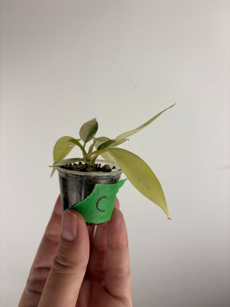 philodendron kitina variegated C