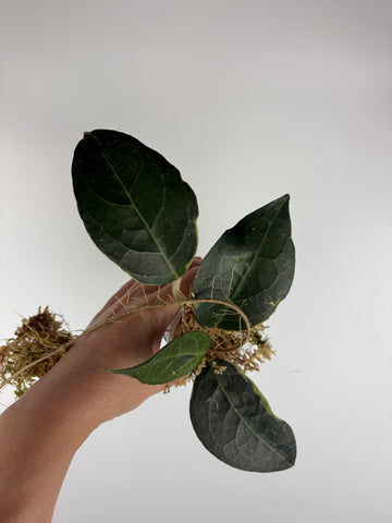Hoya Tanggamus Albomarginata 3